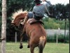 Der Bronco